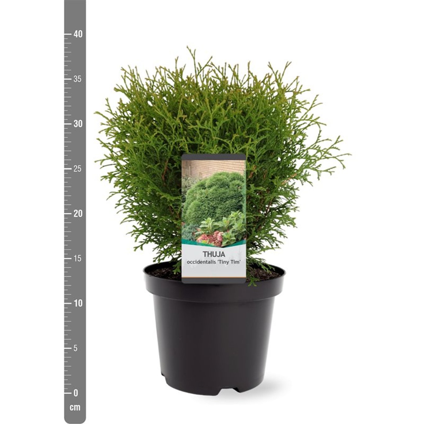 Thuja occ. 'Tiny Tim' - C3 25-30 CM